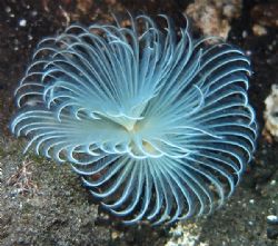 Magnificent display of a tube worm at Seraya Beach, Bali by Alex Lim 